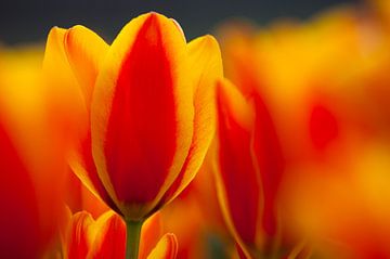 Tulpen von Frank Peters