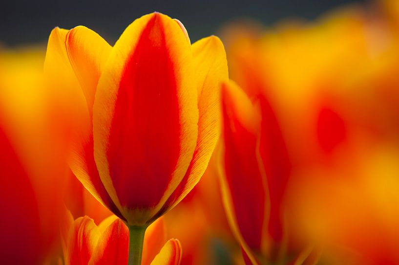 Tulipes par Frank Peters