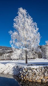Een glinsterende sneeuwboom van Christa Kramer