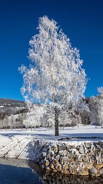 Een glinsterende sneeuwboom van Christa Kramer
