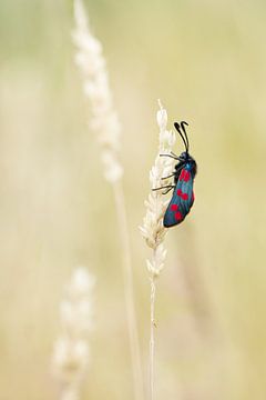 Sint jansvlinder op gras van Click it Fotografie