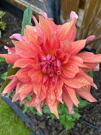 Dahlia in ochtenddauw van Spiegeltje