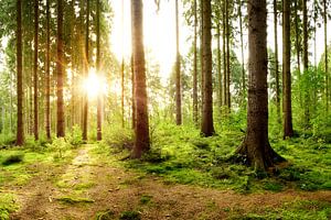 Sonnenaufgang im Wald