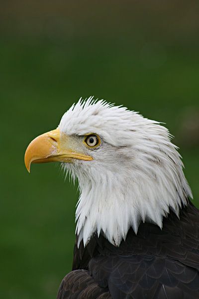 Amerikaanse zeearend  von noeky1980 photography