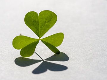 Green shamrock with leaves in the shape of an heart casts shadow on white background. by Alexander Dorn