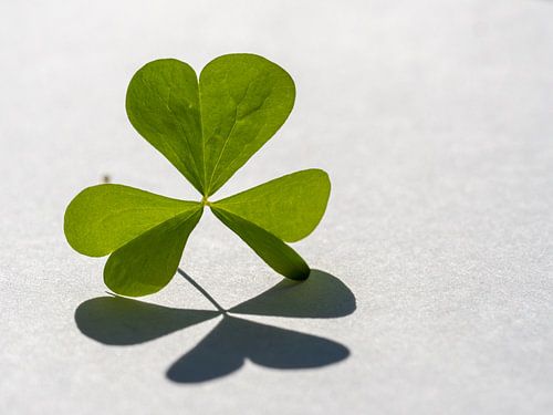 Green shamrock with leaves in the shape of an heart casts shadow on white background.