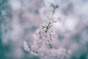 Blumen Teil 387