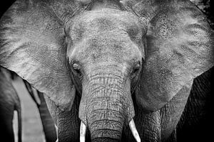 Close-up olifant hoofd in zwart-wit van Eveline Dekkers