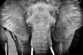 Tête d'éléphant en gros plan en noir et blanc