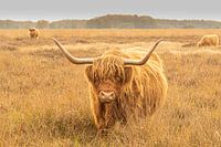 Scottish highlander on the hijkerveld