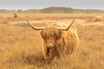 schotse hooglander op het hijkerveld