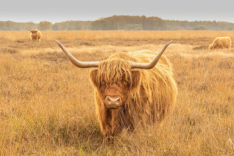 Schottischer Highlander auf dem Hijkerveld von M. B. fotografie