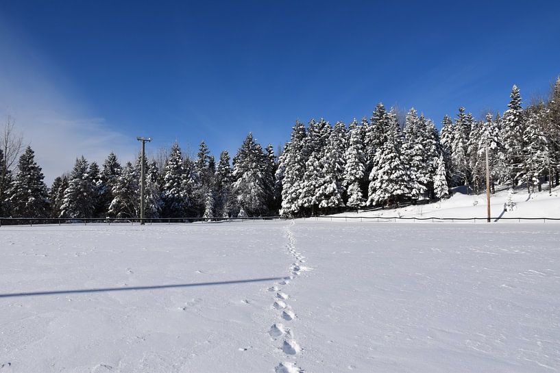 Fußabdrücke im Schnee von Claude Laprise