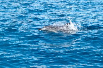 Dolphin off Cabo Vicente by Detlef Hansmann Photography