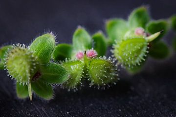 Seed pods on a black background