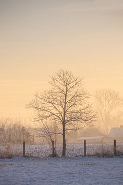 Winterdageraad Vlaams Landschap van Imladris Images