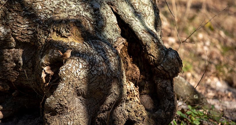 Little sparrow on beautiful tree in the sun by Percy's fotografie