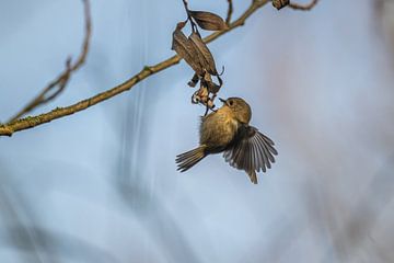 goldcrest by Bart Hardorff