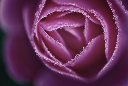 Roos met dauwdruppels