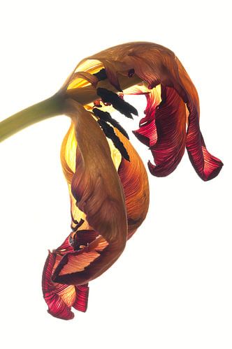 Tulipe
