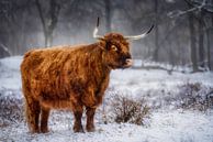 schotse hooglander in de sneeuw van Peter Smeekens thumbnail