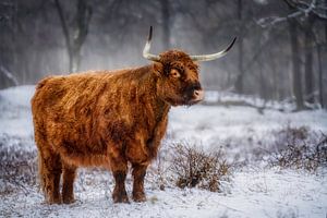 schotse hooglander in de sneeuw van Peter Smeekens