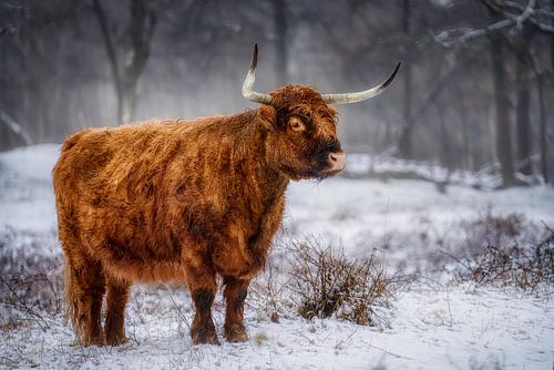 Scottish highlander in the snow