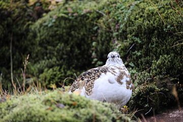 Alpenschneehuhn im Hochland von Iceland