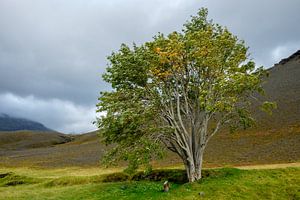 Der mythologische Baum von Sandfell in Island