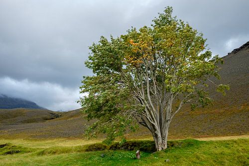 De mythologische boom van Sandfell in IJsland