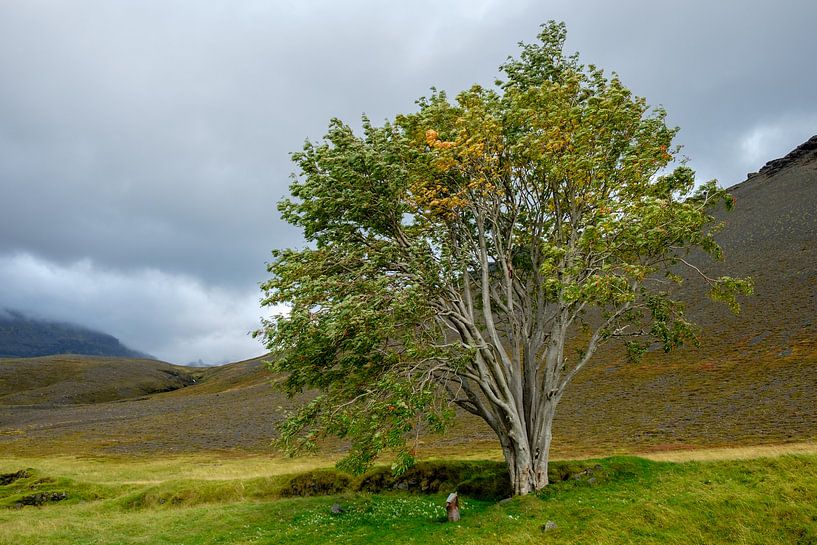 De mythologische boom van Sandfell in IJsland van Gerry van Roosmalen