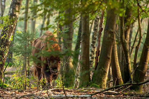 Wisent in natuurgebied de Maashorst