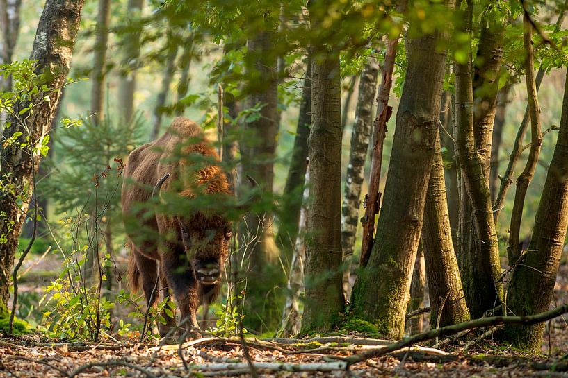Wisent in natuurgebied de Maashorst van Corinne Cornelissen-Megens