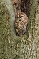 Tawny Owl sitting in a nesting hole in a tree  (Strix aluco).