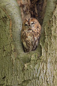 Tawny Owl sitting in a nesting hole in a tree  (Strix aluco). by Rob Christiaans