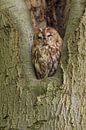 Tawny Owl sitting in a nesting hole in a tree  (Strix aluco). by Rob Christiaans thumbnail