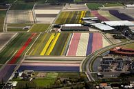 Luchtfoto van bloembollenvelden bij Noordwijk-Noordwijkerhout van Meindert van Dijk thumbnail