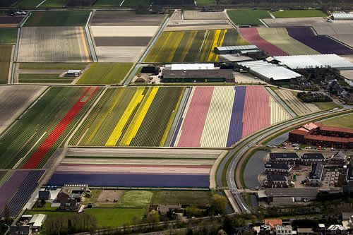 Luchtfoto van bloembollenvelden bij Noordwijk-Noordwijkerhout
