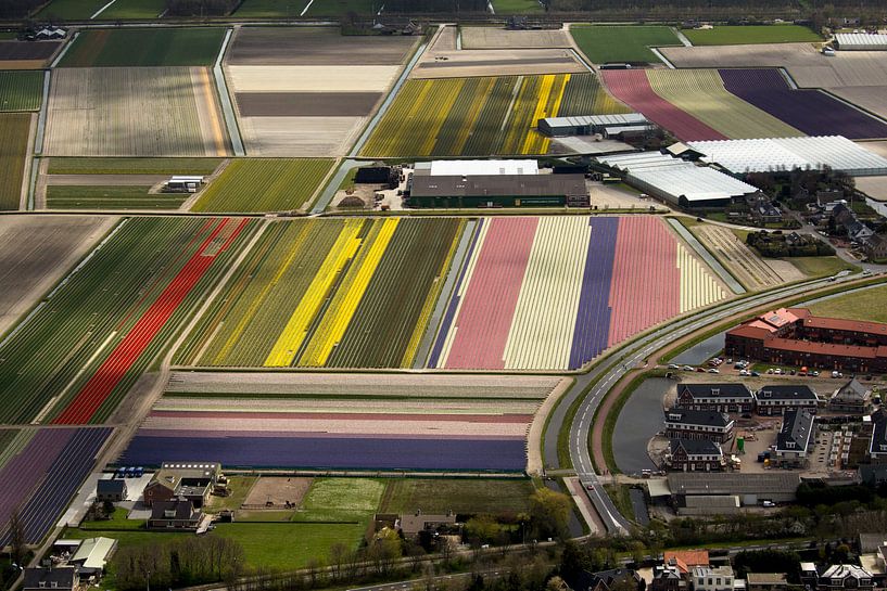 Luchtfoto van bloembollenvelden bij Noordwijk-Noordwijkerhout von Meindert van Dijk