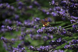 Insect on Lavender by Sjanneke Post- Hagen