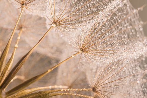 Zachte pastelkleurige Morgenster met druppels