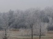 Bevroren bomen in de winter. van Mark Nieuwkoop thumbnail
