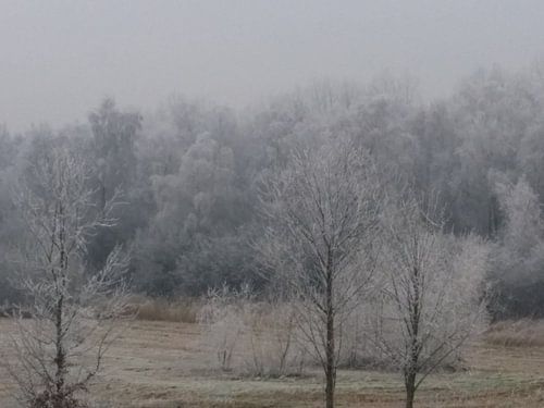 Bevroren bomen in de winter.