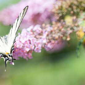Segelfalter, der schönste Schmetterling auf Schmetterlingsbusch von Jacqueline Groot