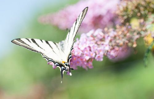 Segelfalter, der schönste Schmetterling auf Schmetterlingsbusch von Jacqueline Groot
