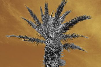Palme grise IV