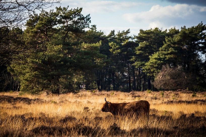 Scottish pride by Meint Brookman