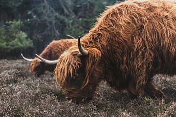Bovins écossais des Highlands dans une réserve naturelle sur Sjoerd van der Wal Photographie