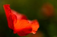 Close-up foto van een klaproos