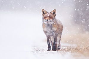 Fuchs im Schneesturm sur Pim Leijen